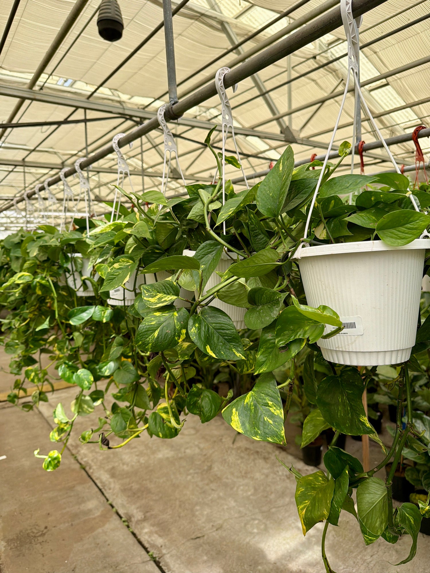 8" Pothos plant photo