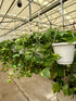 8" Pothos plant photo