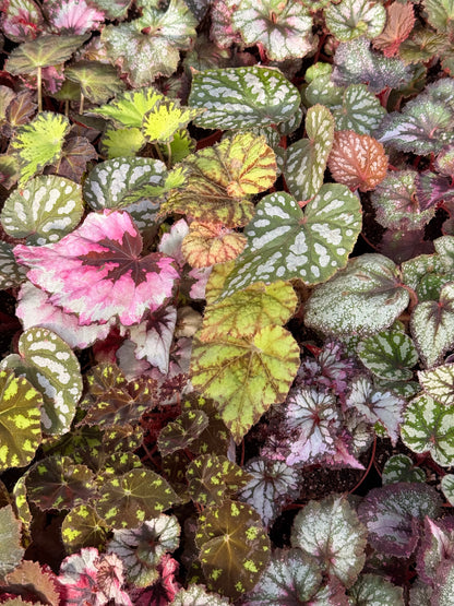 4" Begonia Rex