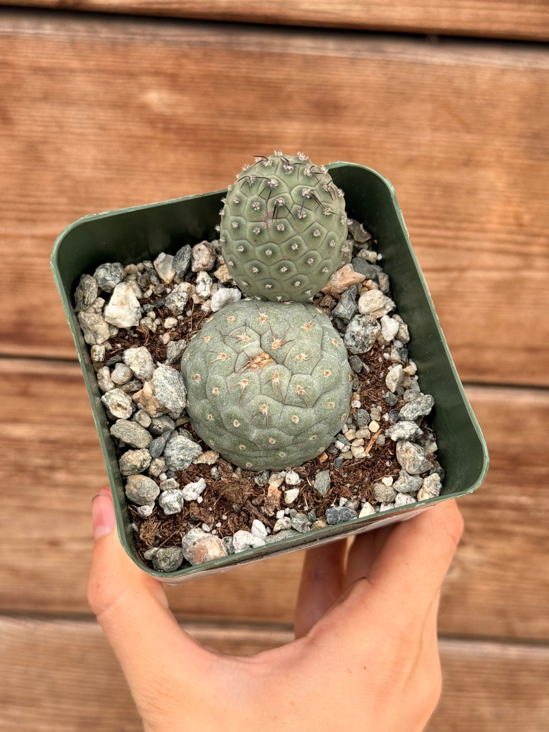 4" Cactus Tephrocactus Geometricus