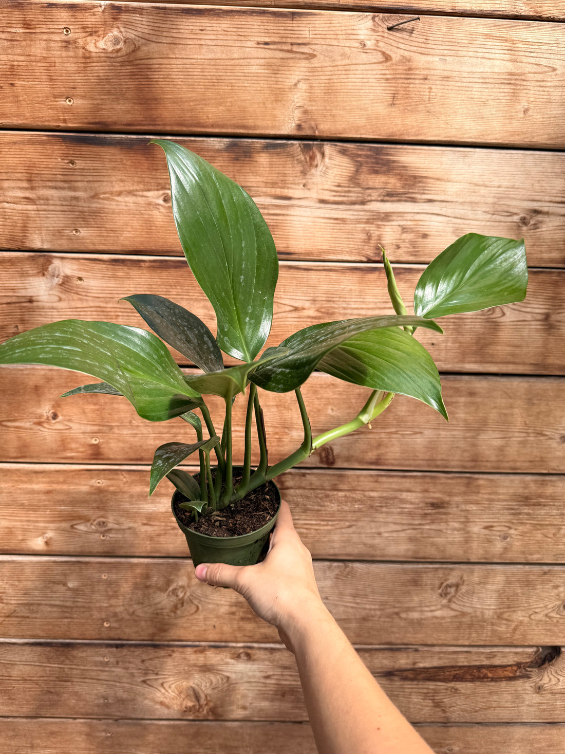 6" Rhaphidophora Decursiva Variegated in Pot