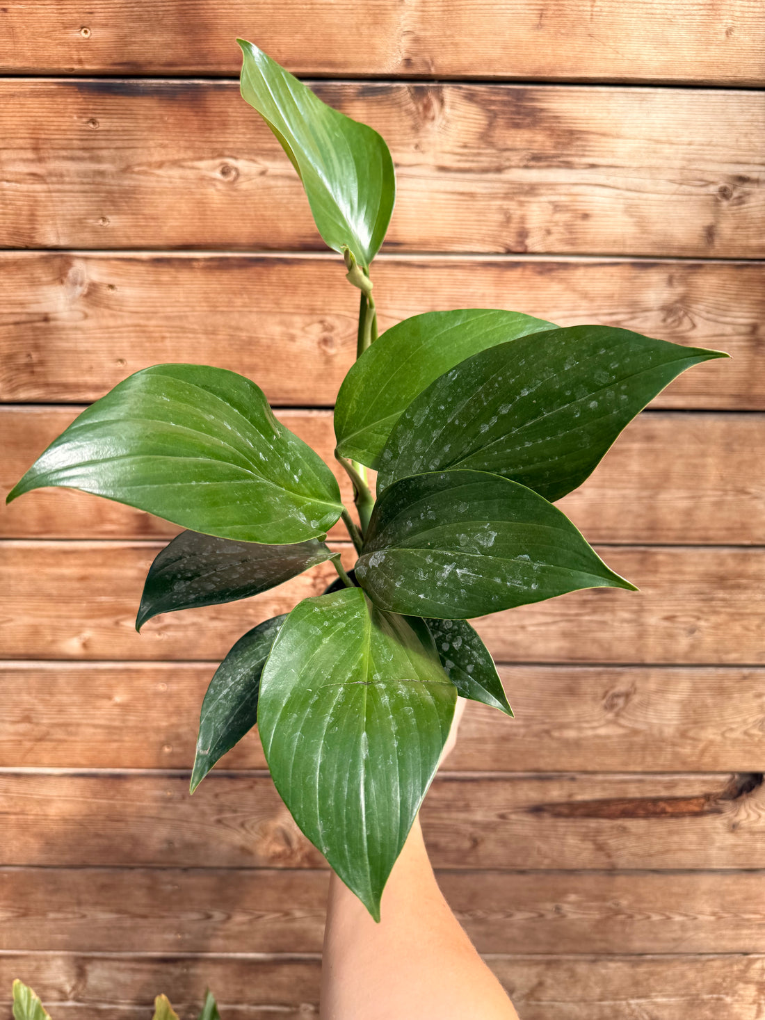 6" Rhaphidophora Decursiva Variegated in Pot