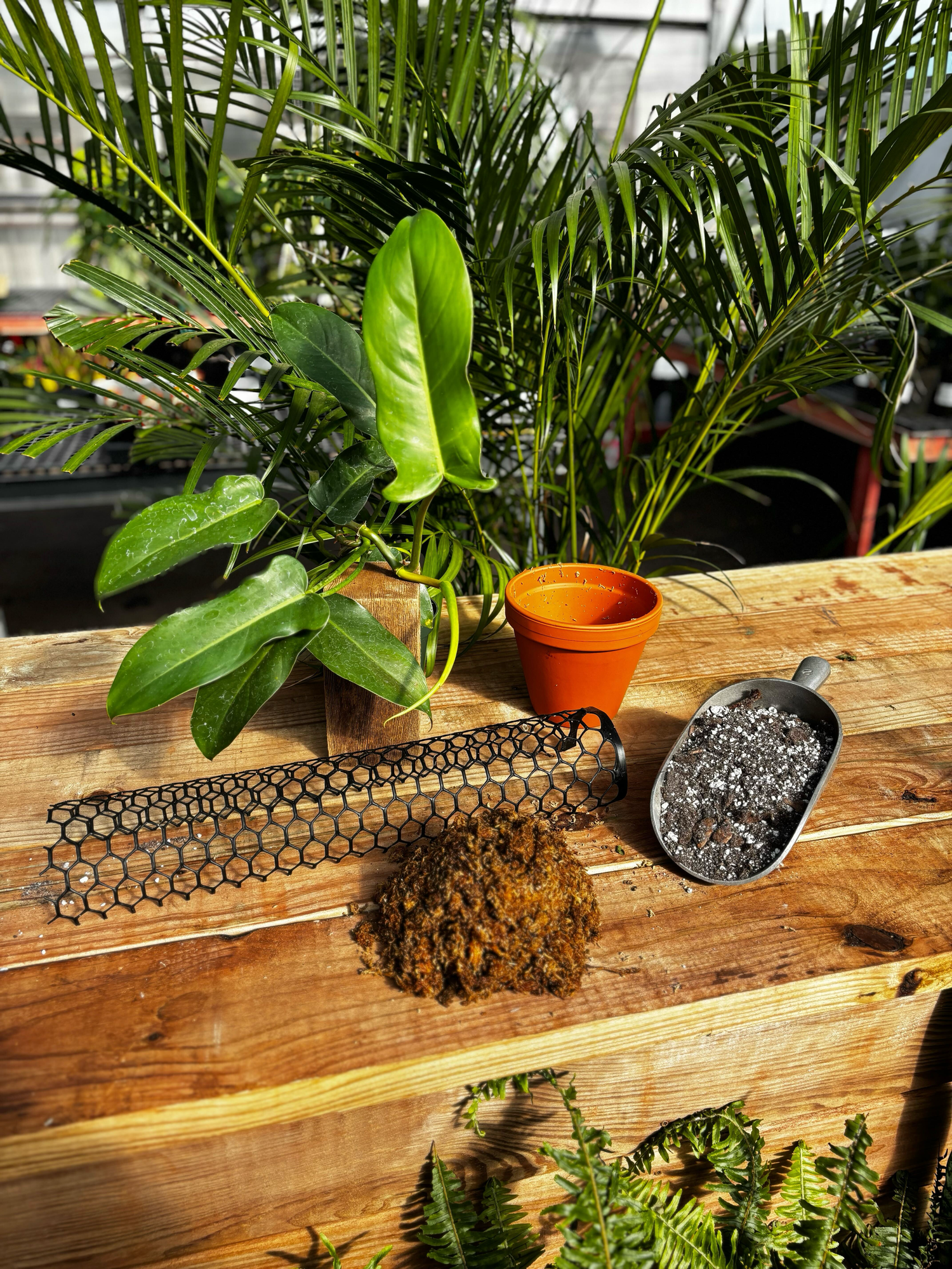 Moss Pole Class Ticket