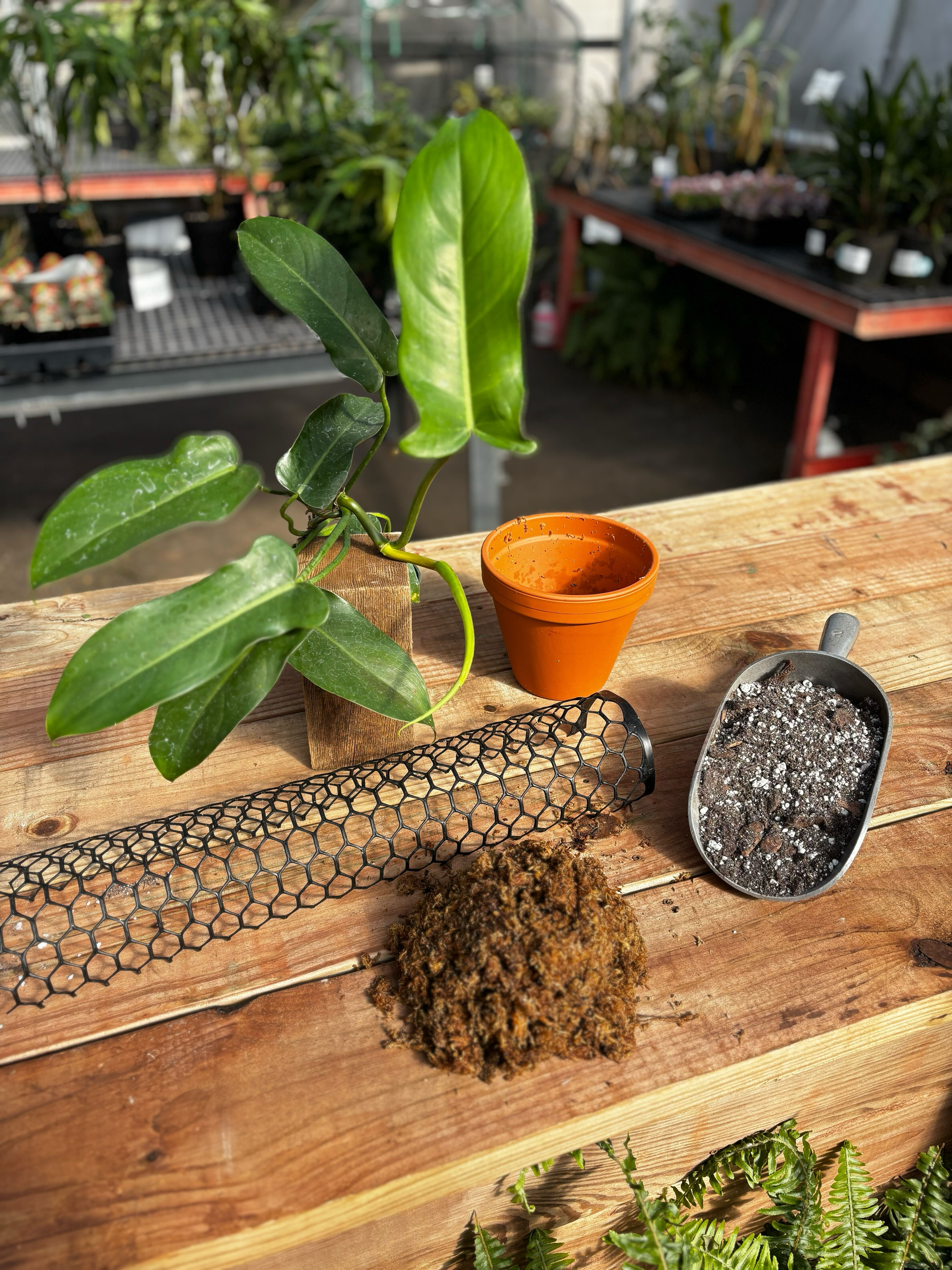 Moss Pole Class Ticket