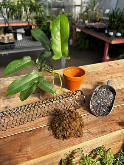 Moss Pole Class Ticket