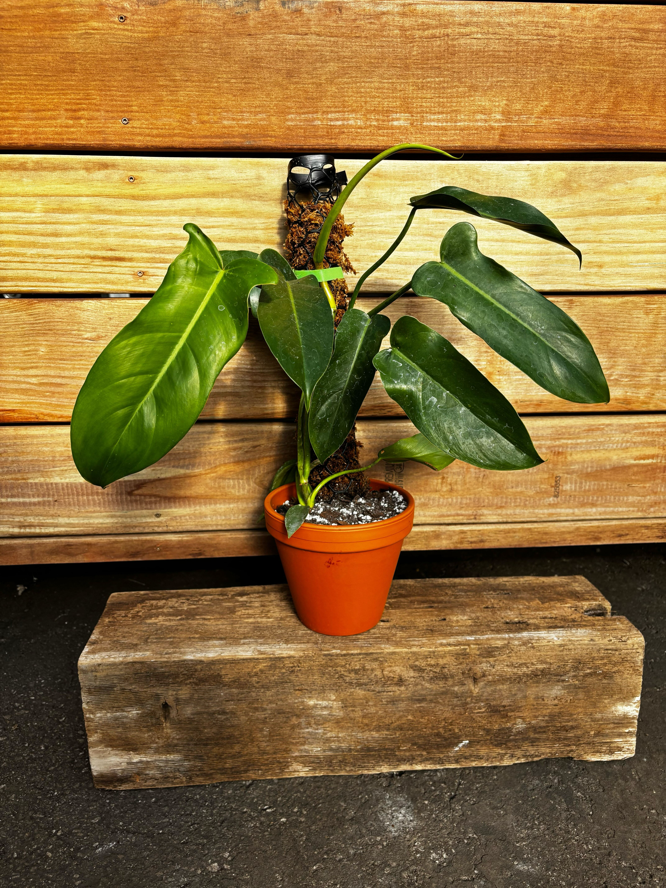 Moss Pole Class Ticket