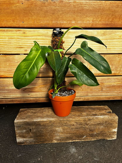 Moss Pole Class Ticket