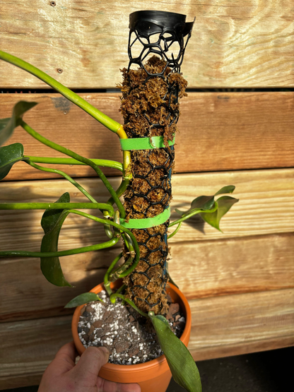 Moss Pole Class Ticket