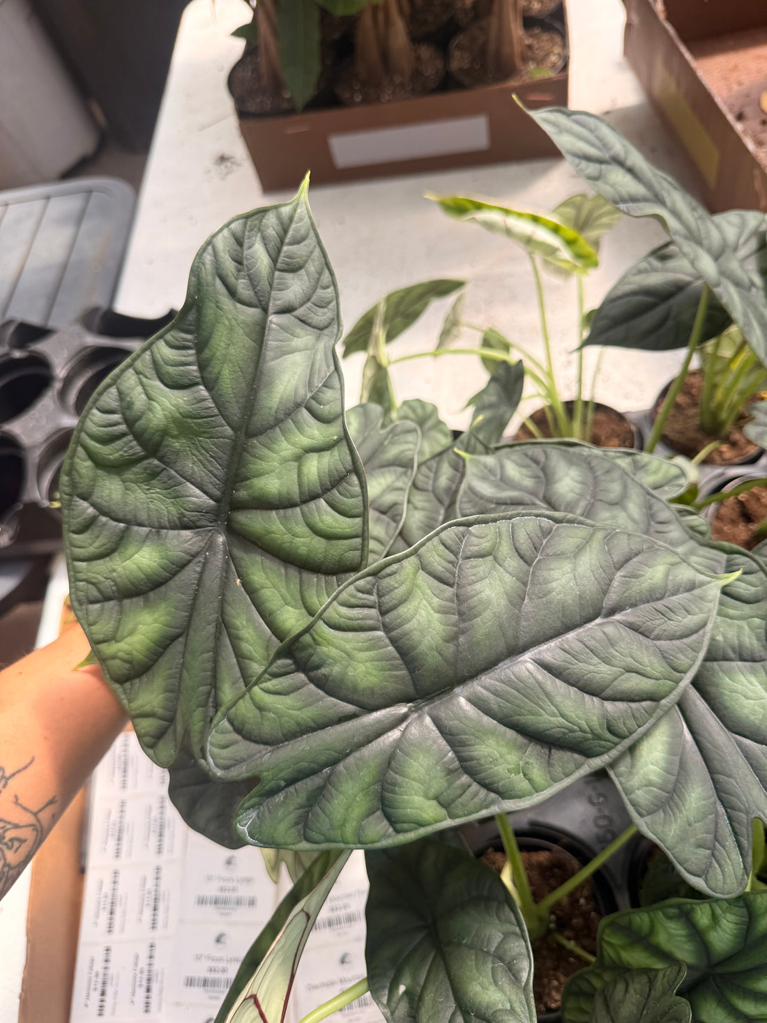 4" Alocasia Dragon Scale