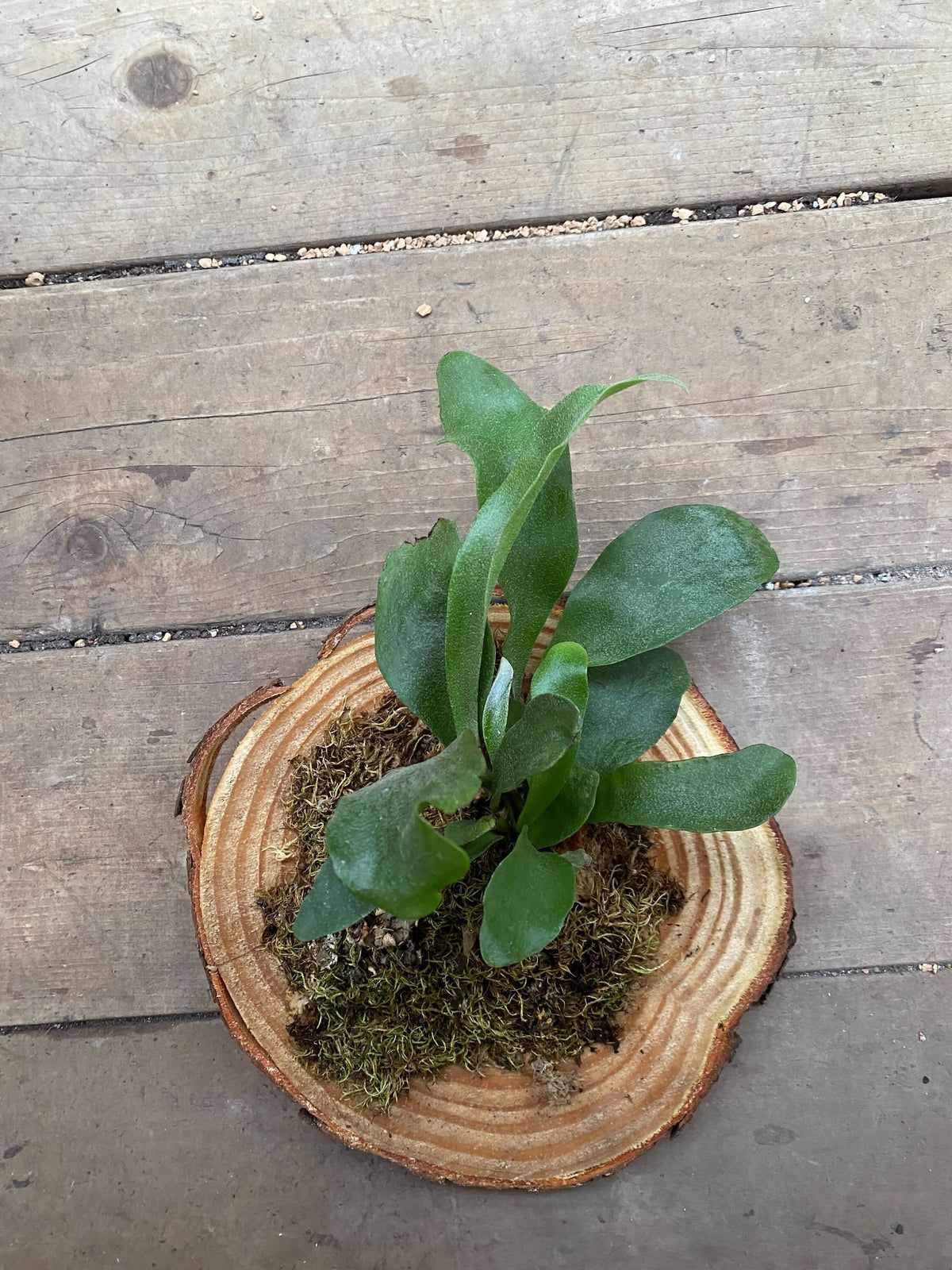 Staghorn Fern Mounting Class - TICKET
