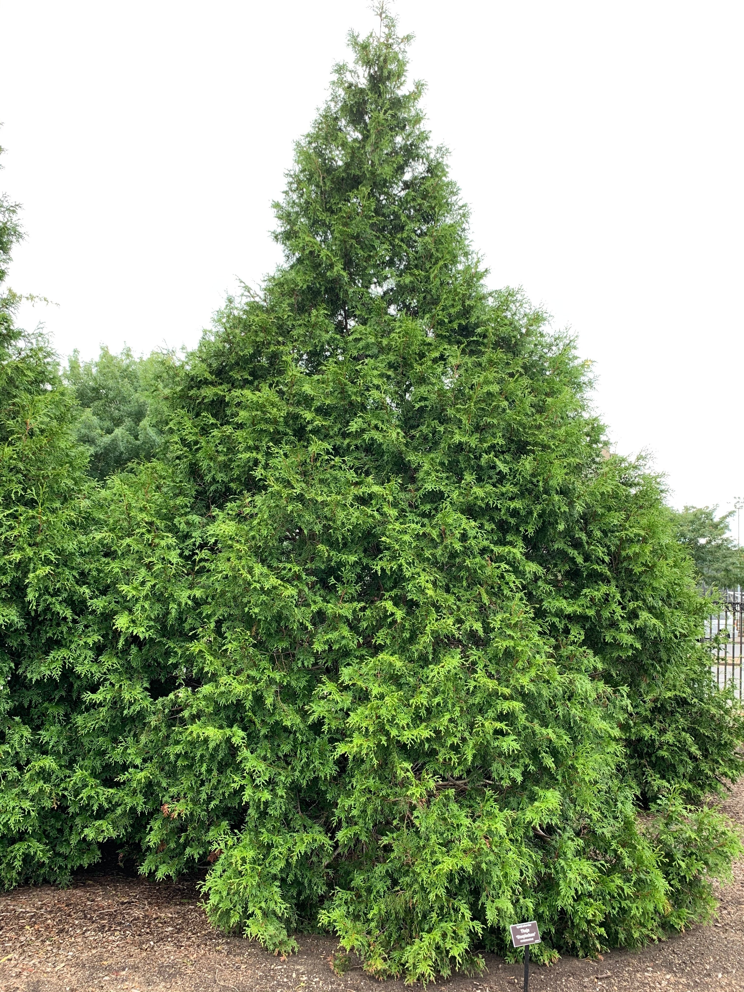 Arborvitae &
