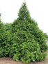 Arborvitae &