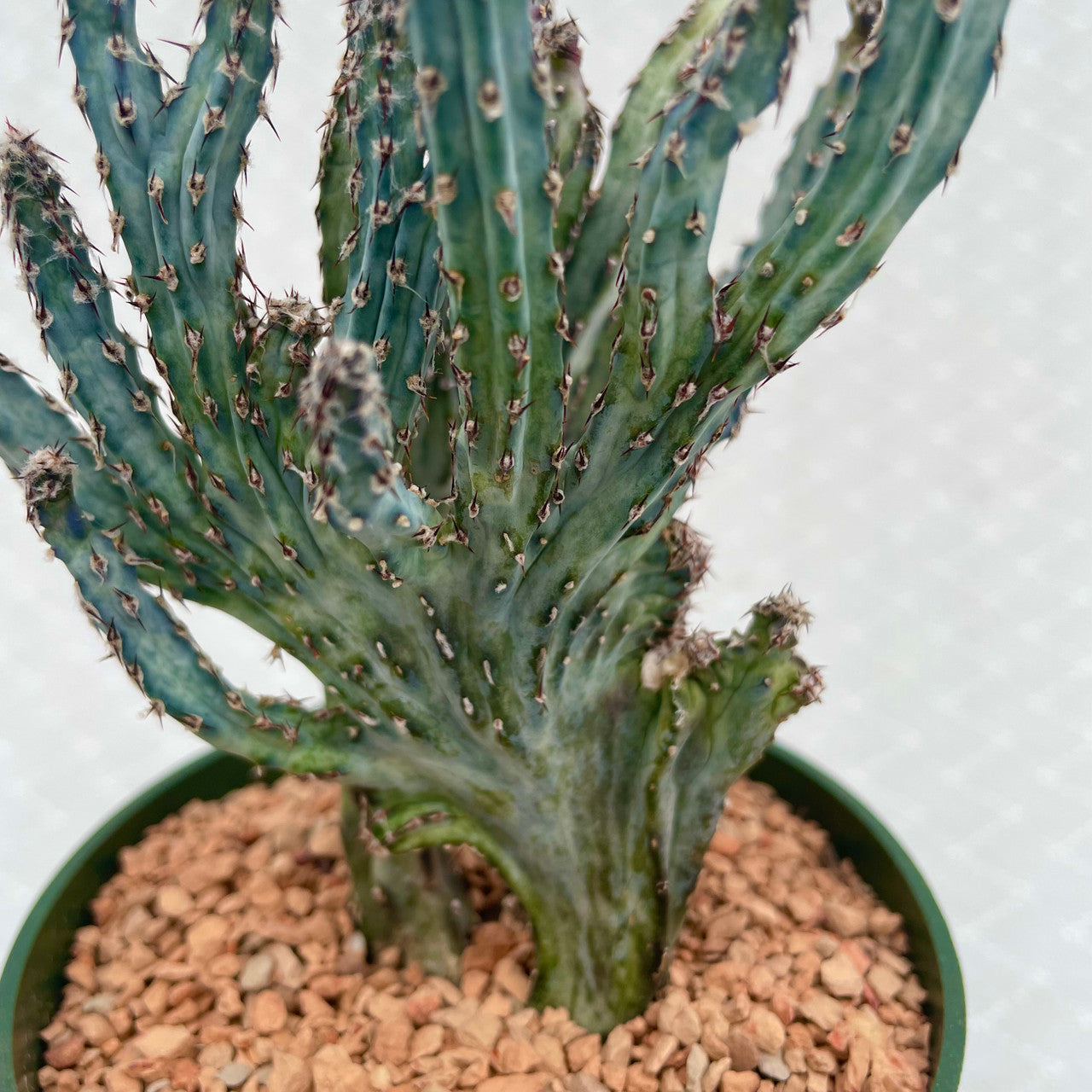 8" Cactus Cereus Forbesii Monstrose plant photo