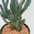 8" Cactus Cereus Forbesii Monstrose plant photo