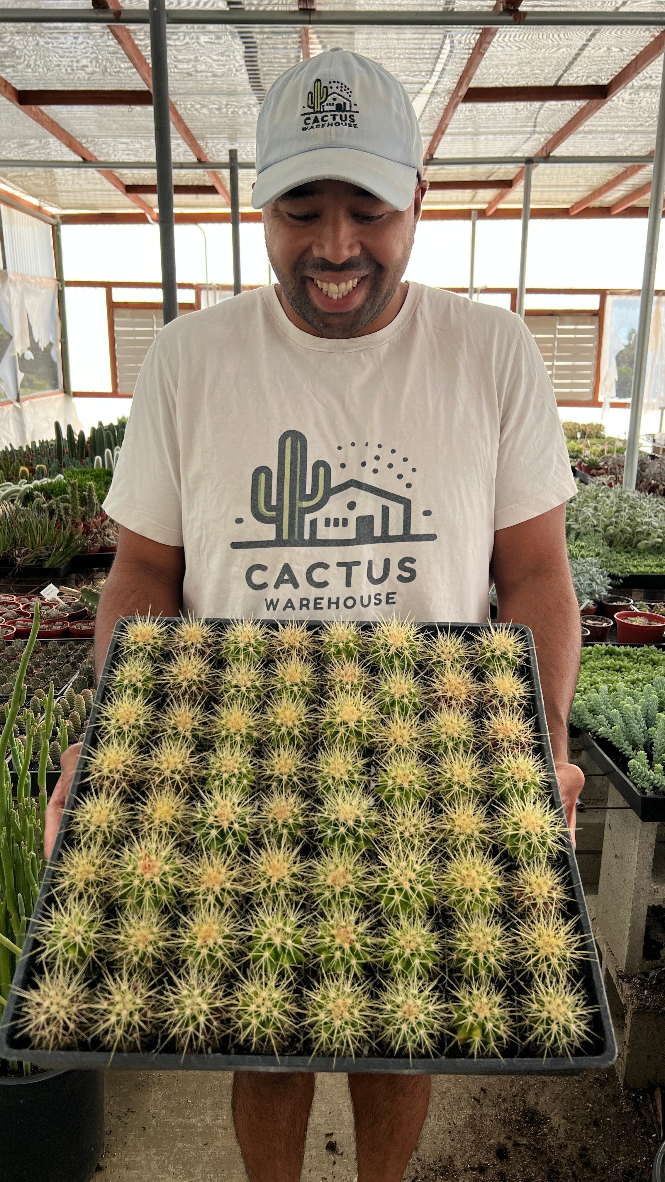 3" Cactus plant photo