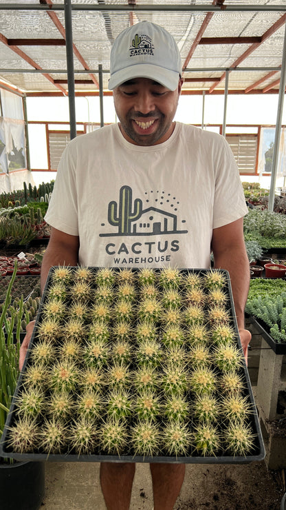 3" Cactus plant photo