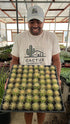 3" Cactus plant photo