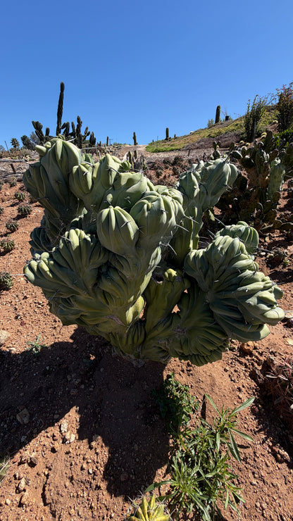 6in Crested cactus plant photo