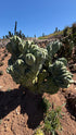 6in Crested cactus plant photo