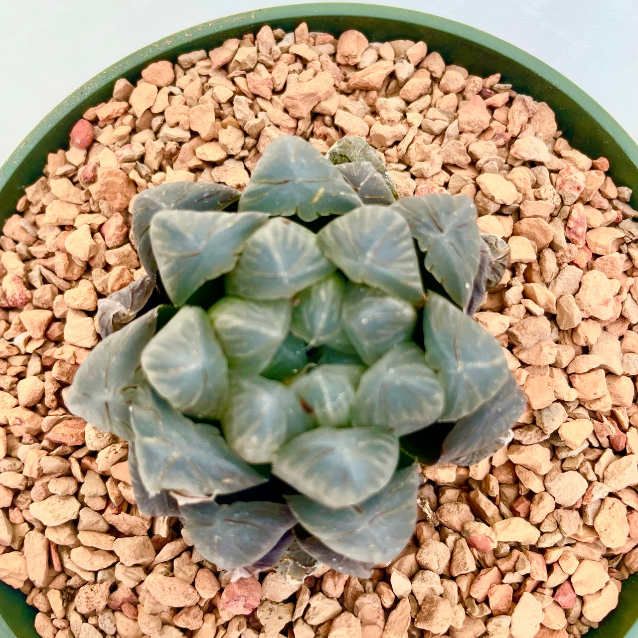 6" Haworthia plant photo