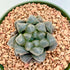 6" Haworthia plant photo