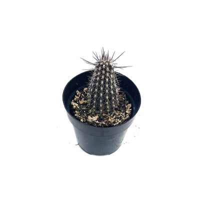2" Spring Cactus plant photo