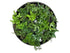 2" Fern plant photo