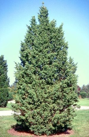 Juniper &