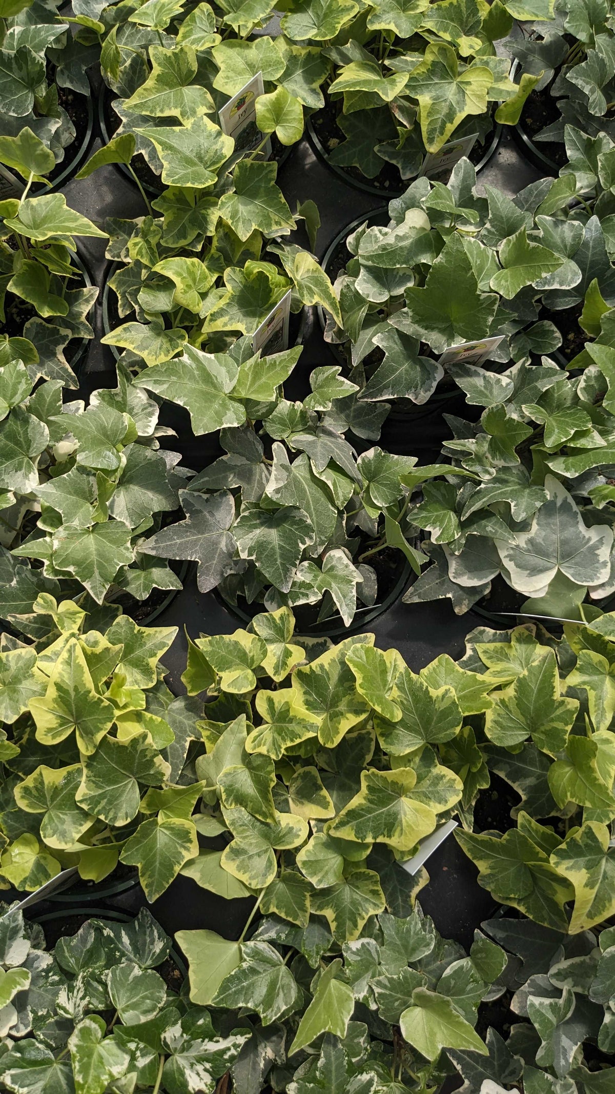 Ivy