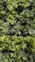 Ivy