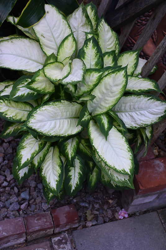 8" Dieffenbachia Camille