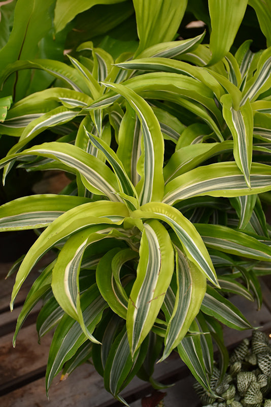 10" Dracaena Lemon Lime