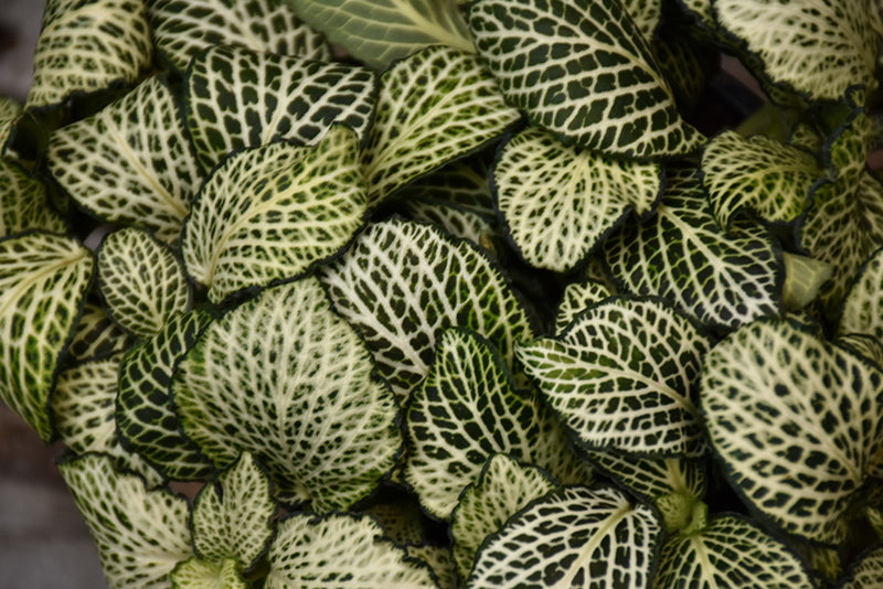 4" Fittonia