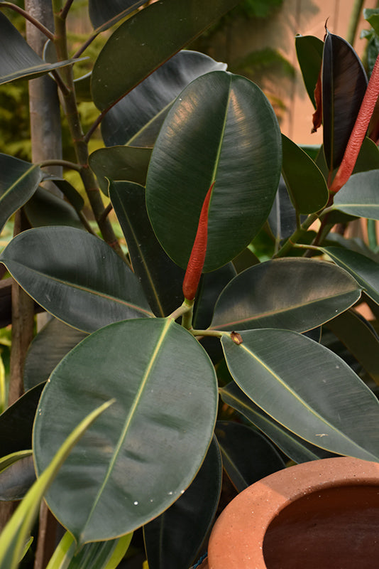 4" Ficus Elastica