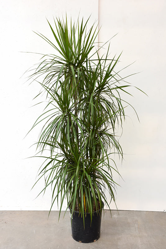 12" Dracaena Marginata plant photo