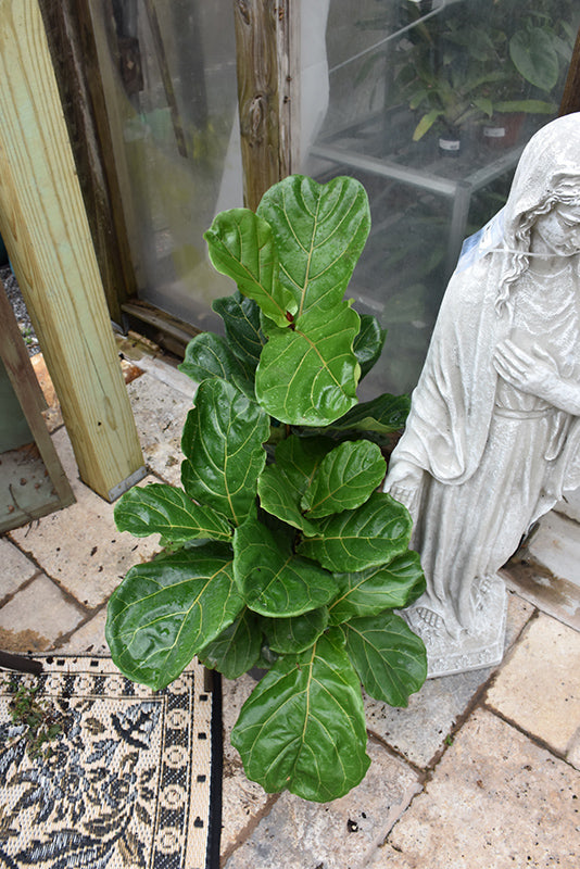14" Ficus Lyrata Std plant photo