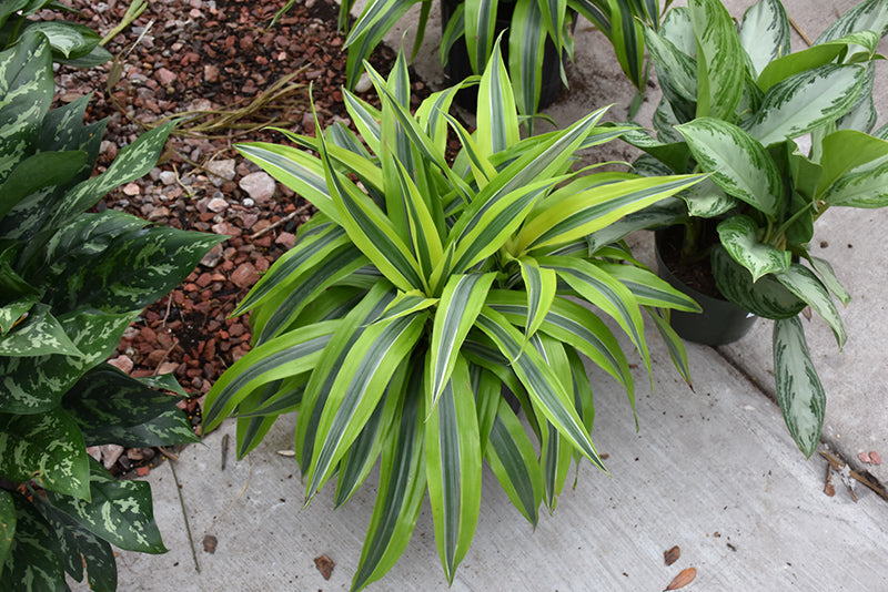 6in Dracaena Warneckii Gold Star