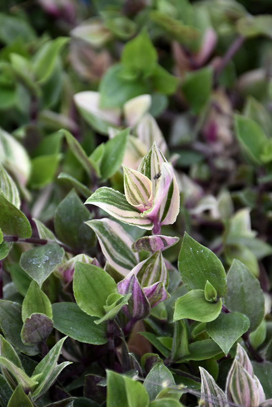 6" Tradescantia Rainbow