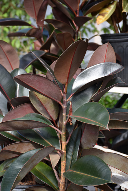 10" Ficus Burgundy