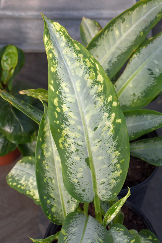 6" Dieffenbachia Panther