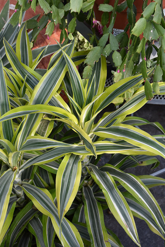 10" Dracaena Lemon Lime