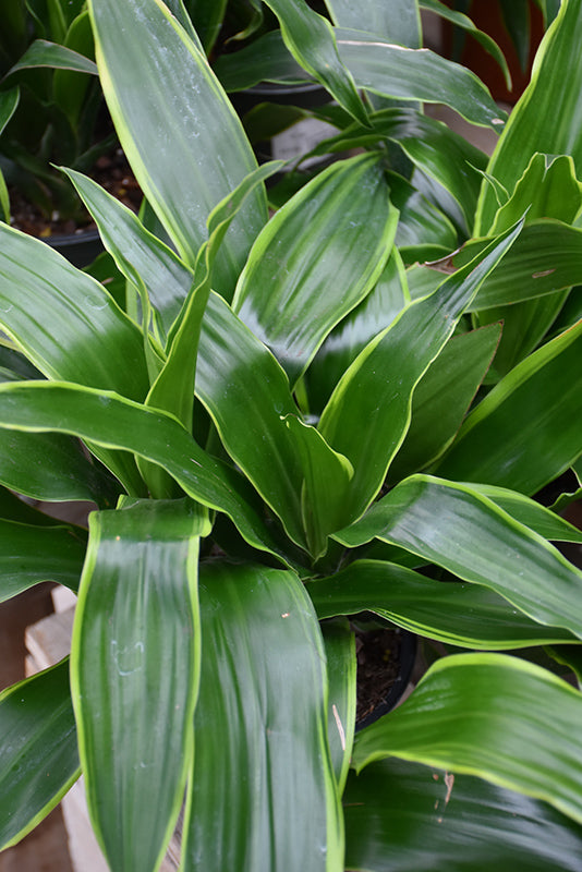 10" Dracaena Carmen