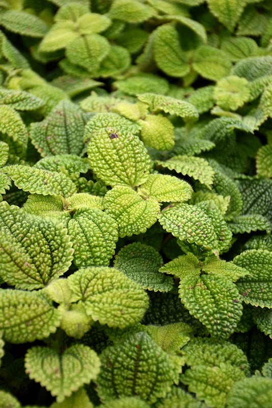 4" Pilea Mollis Moon Valley