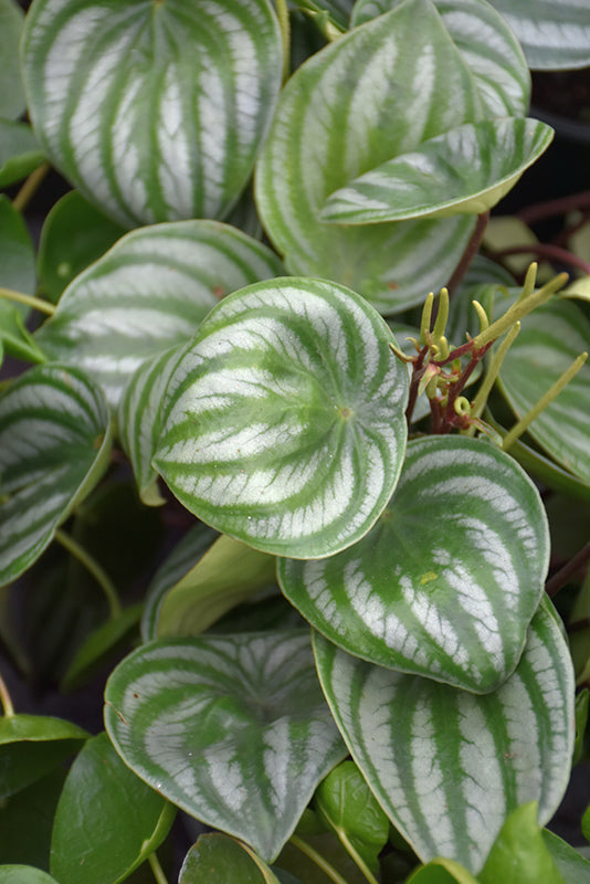 4" Peperomia Watermelon plant photo