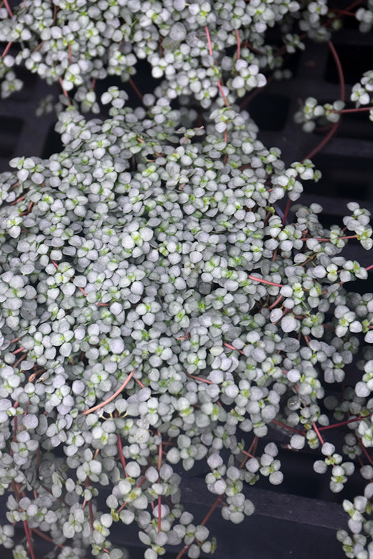 6" Pilea Aquamarine