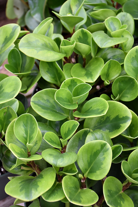 4" Peperomia Lemon Lime