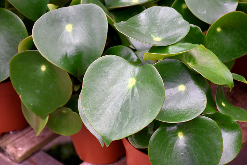 6" Peperomia Raindrop