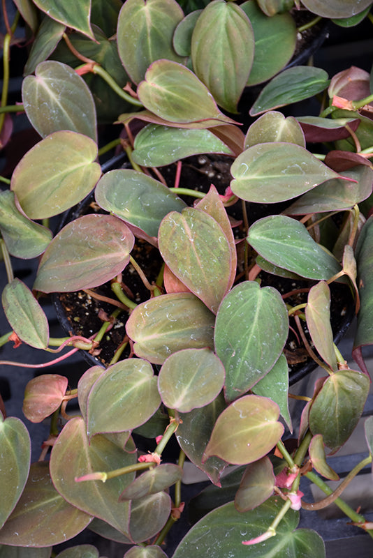 4" Philodendron Micans