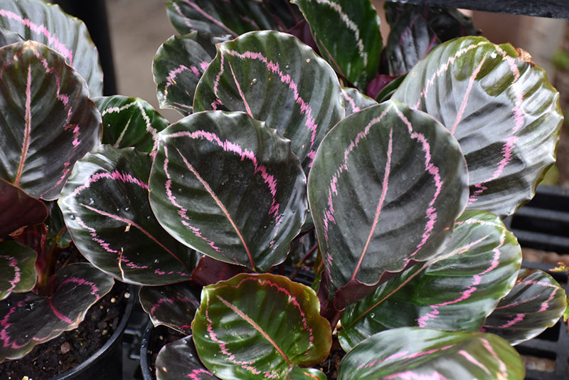 4" Calathea Dottie