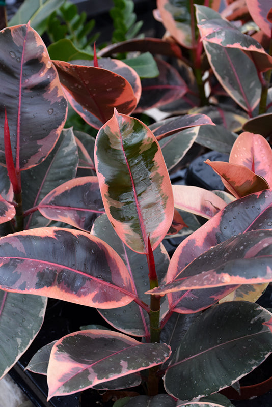14" Ficus Ruby Std plant photo